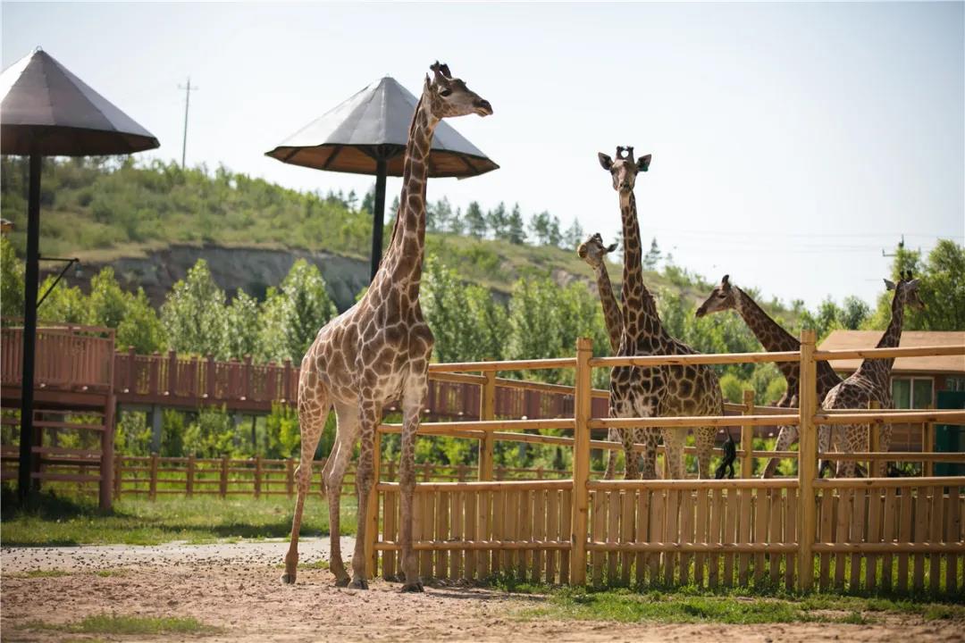 微信图片_20210113153333.jpg 微信图片_20210113153333.jpg